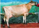 Kingdale Furor Toya Image